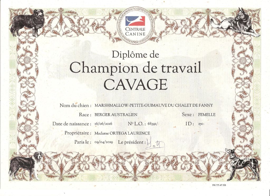 de la Troade - MARSH, CHAMPIONNE DE TRAVAIL AU CAVAGE !!