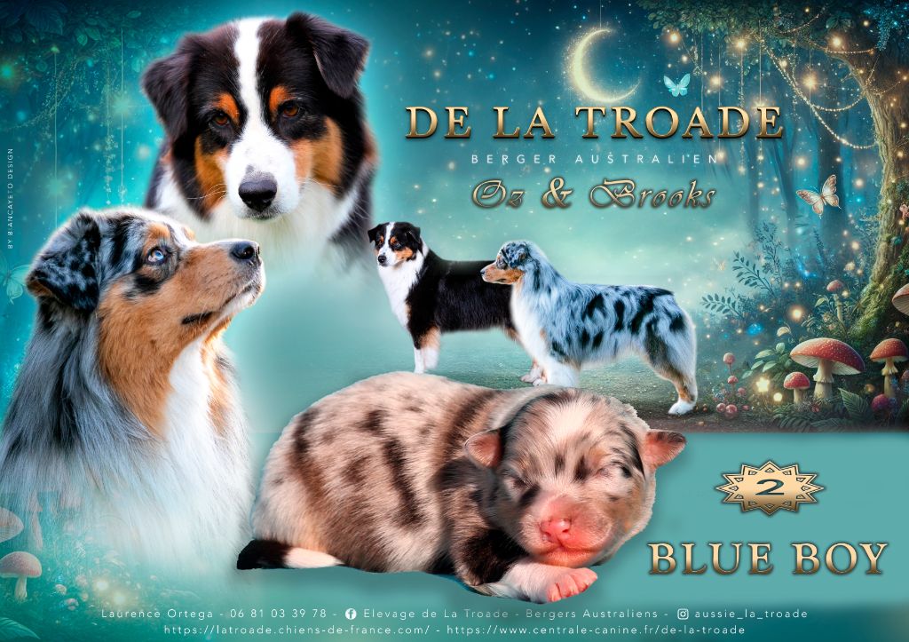 de la Troade - Chiot disponible  - Berger Australien