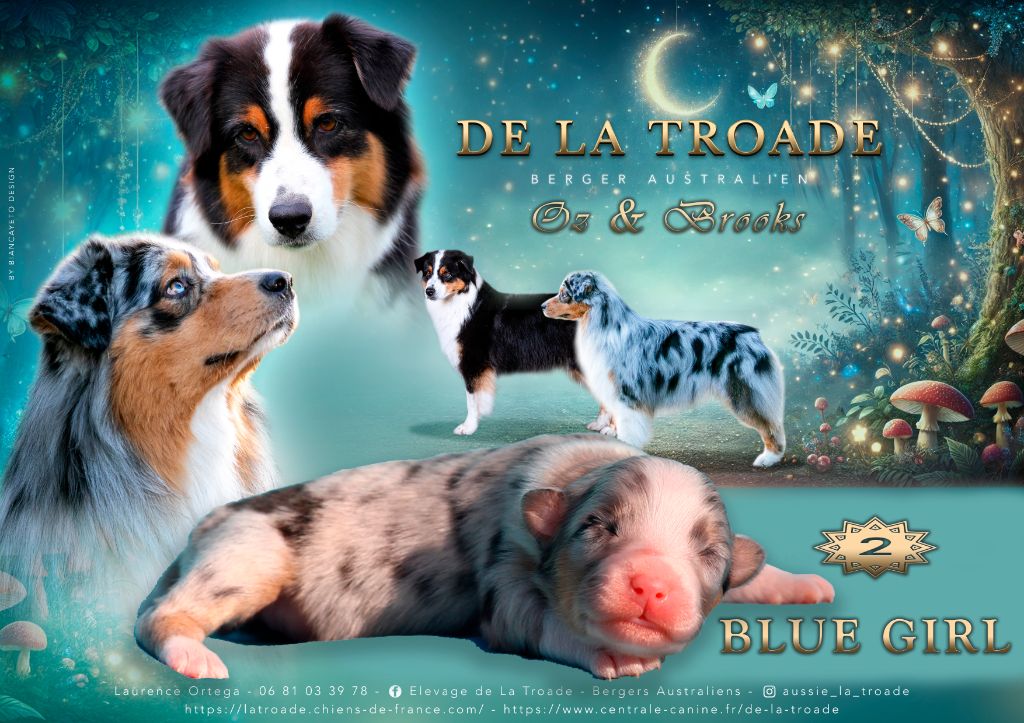 de la Troade - Chiot disponible  - Berger Australien