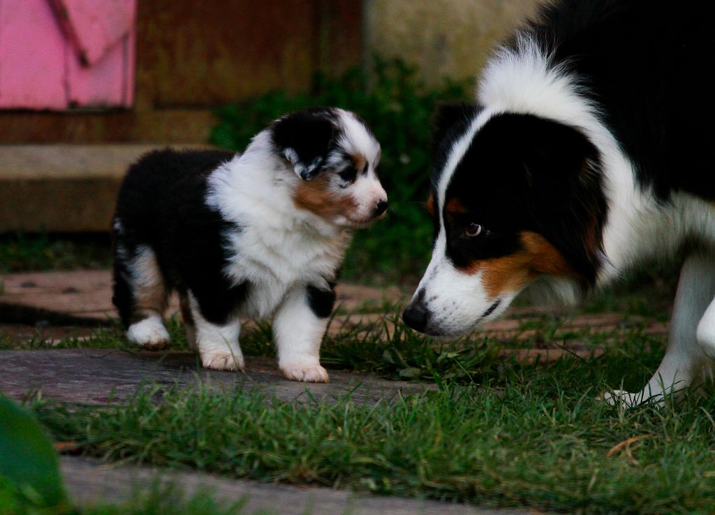 de la Troade - Chiot disponible  - Berger Australien