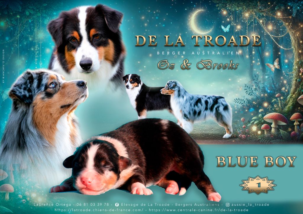 de la Troade - Chiot disponible  - Berger Australien