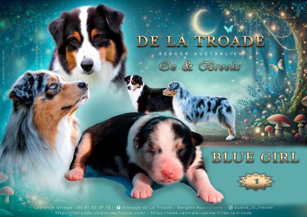 de la Troade - Chiot disponible  - Berger Australien