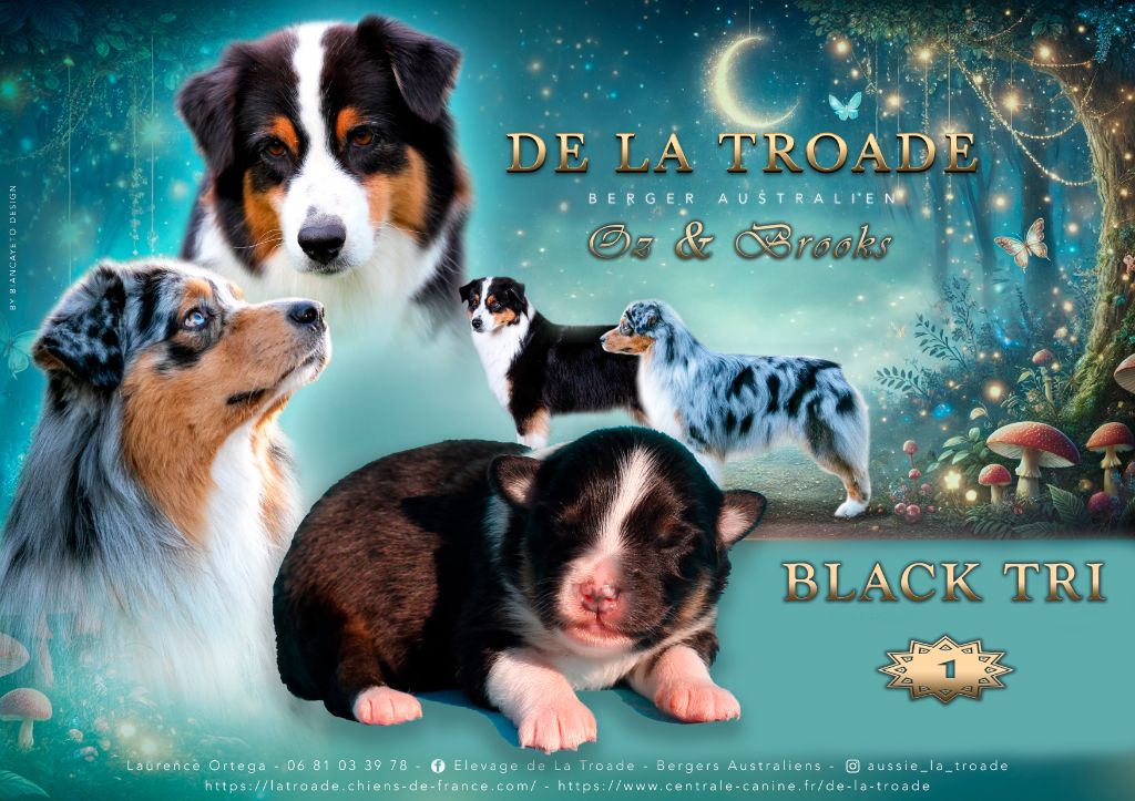 de la Troade - Chiot disponible  - Berger Australien