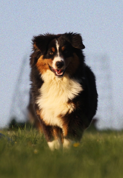 Elenwë back in black de la Troade