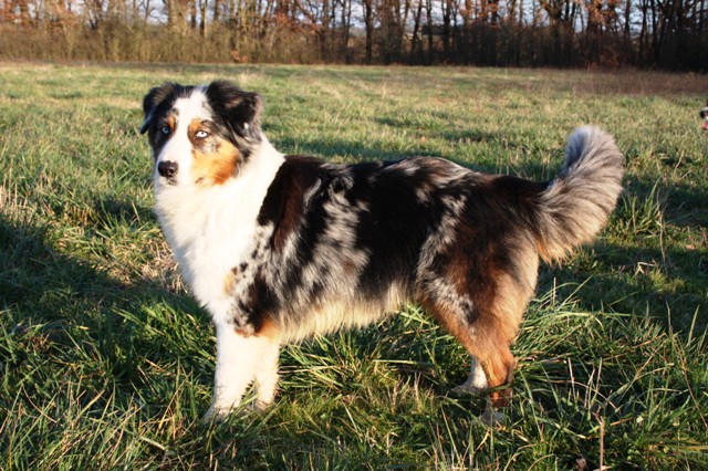 Echo de vie de la Troade