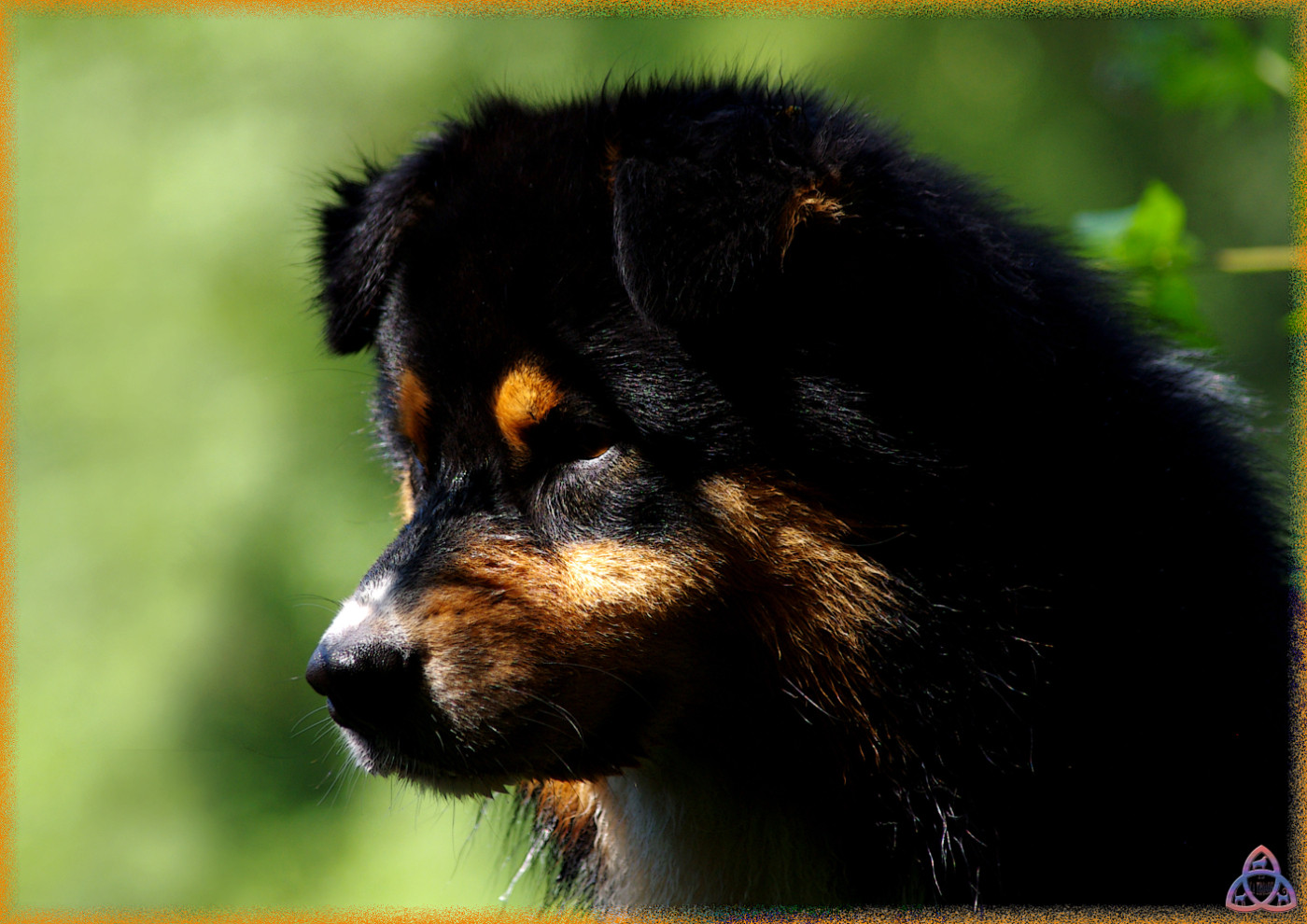 NOTRE PETIT NOURS S'EN EST ALLE
