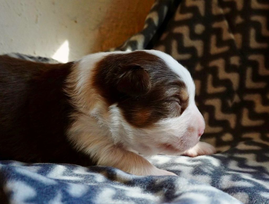de la Troade - Chiots disponibles - Berger Australien