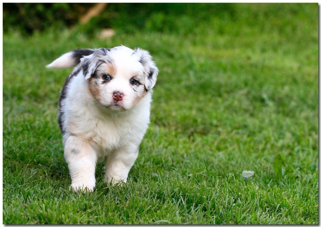 de la Troade - Chiots disponibles - Berger Australien