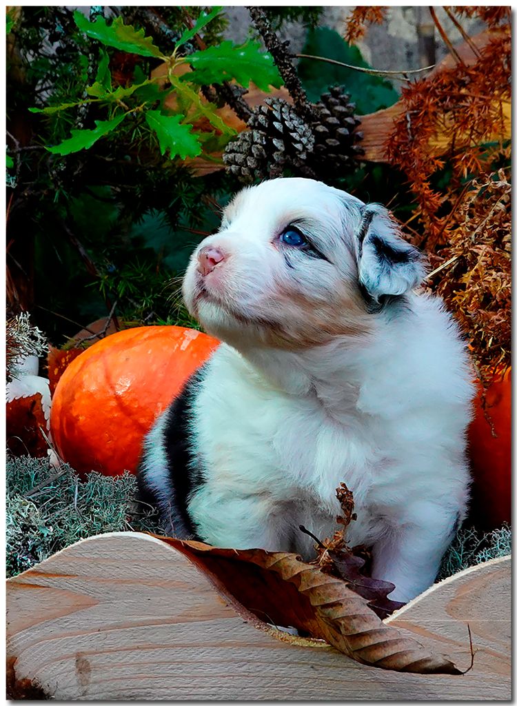 de la Troade - Chiots disponibles - Berger Australien