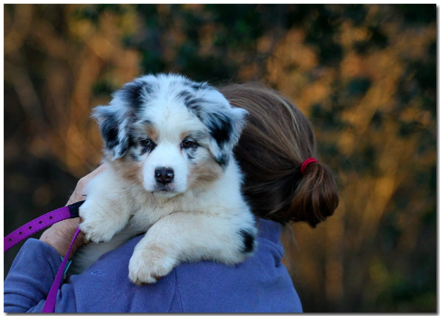 de la Troade - Chiots disponibles - Berger Australien