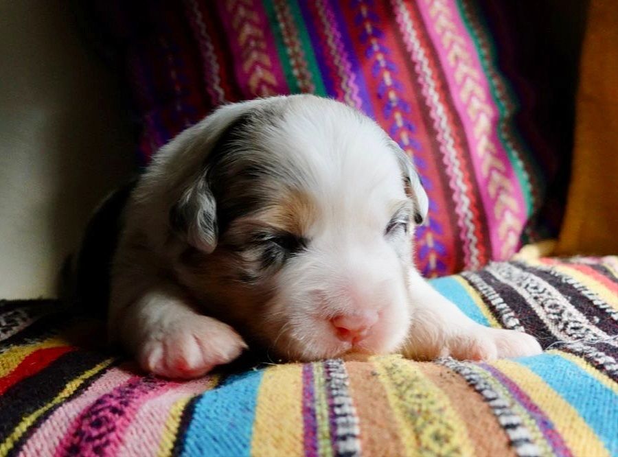 de la Troade - Chiots disponibles - Berger Australien