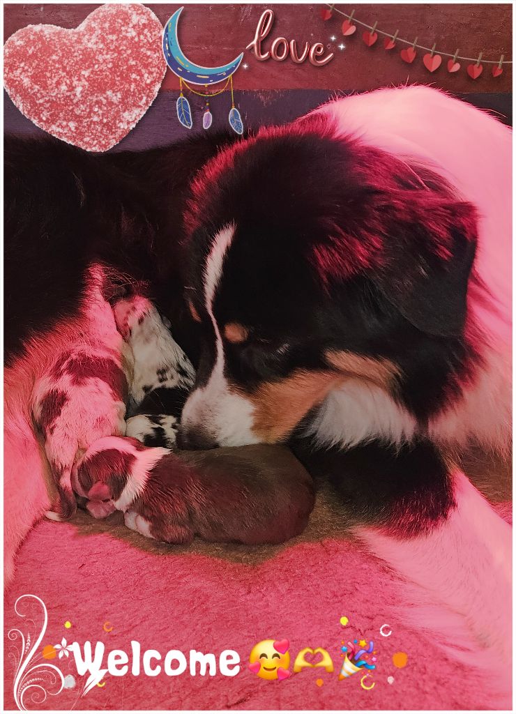 Chiot Berger Australien de la Troade
