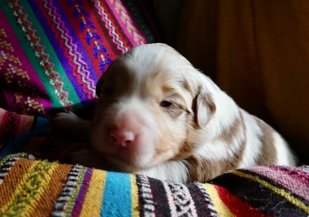 de la Troade - Chiots disponibles - Berger Australien