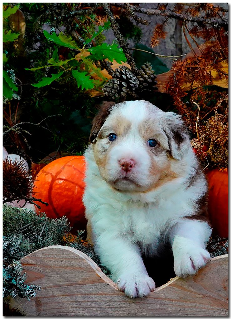 de la Troade - Chiots disponibles - Berger Australien