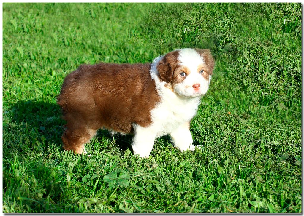 de la Troade - Chiots disponibles - Berger Australien