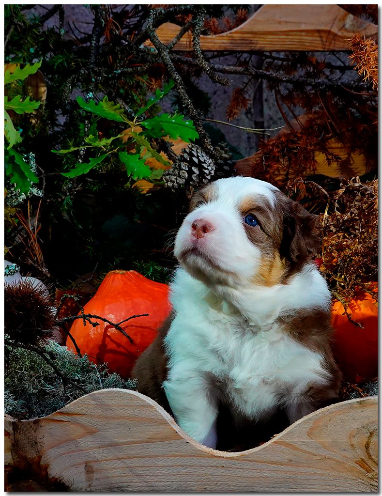 de la Troade - Chiots disponibles - Berger Australien