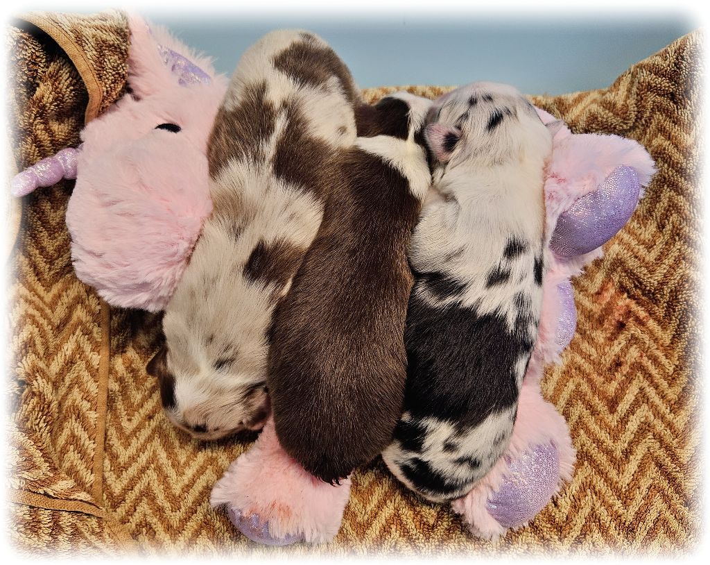 de la Troade - Chiots disponibles - Berger Australien